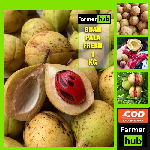 Promo Biji Buah Pala Basah fresh 1 kg Grade A farmer hub