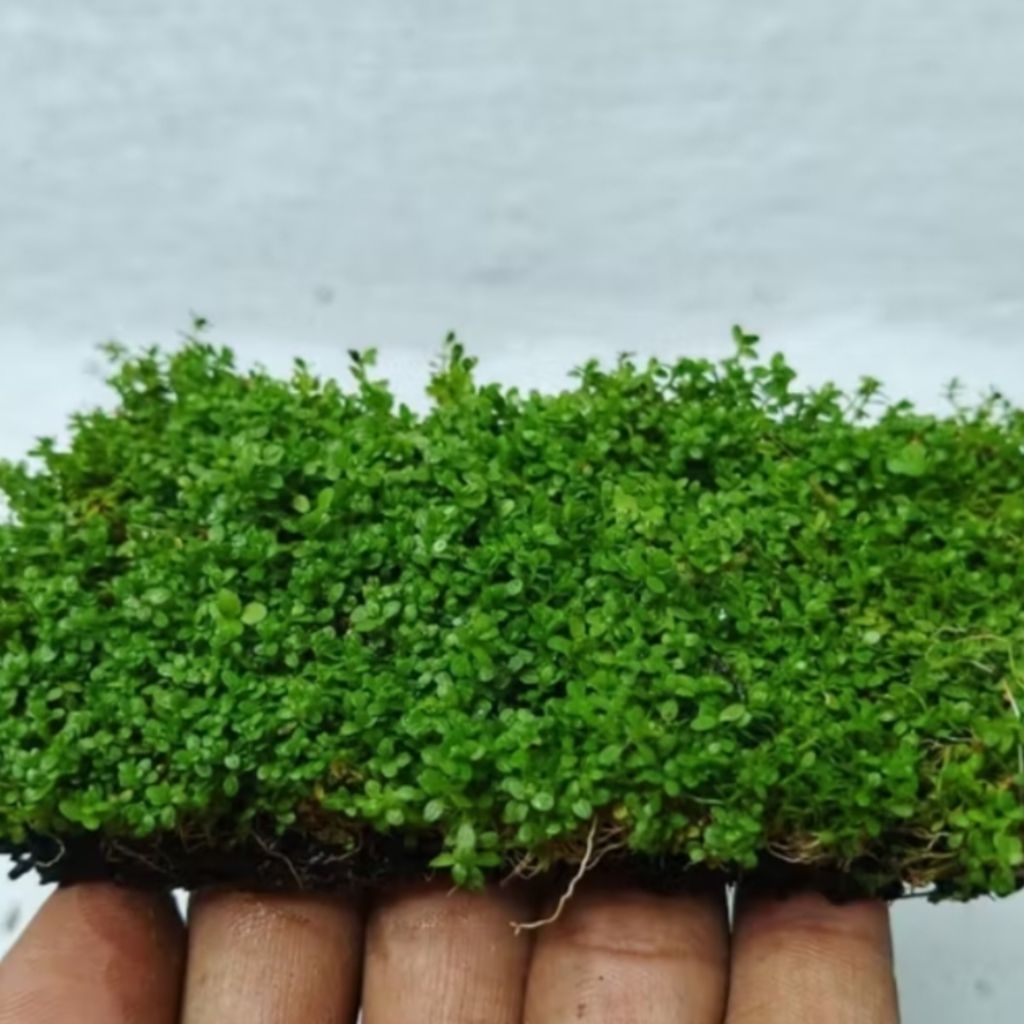 cuba media lempeng pakis tanaman karpet hiasan akuarium aquascape