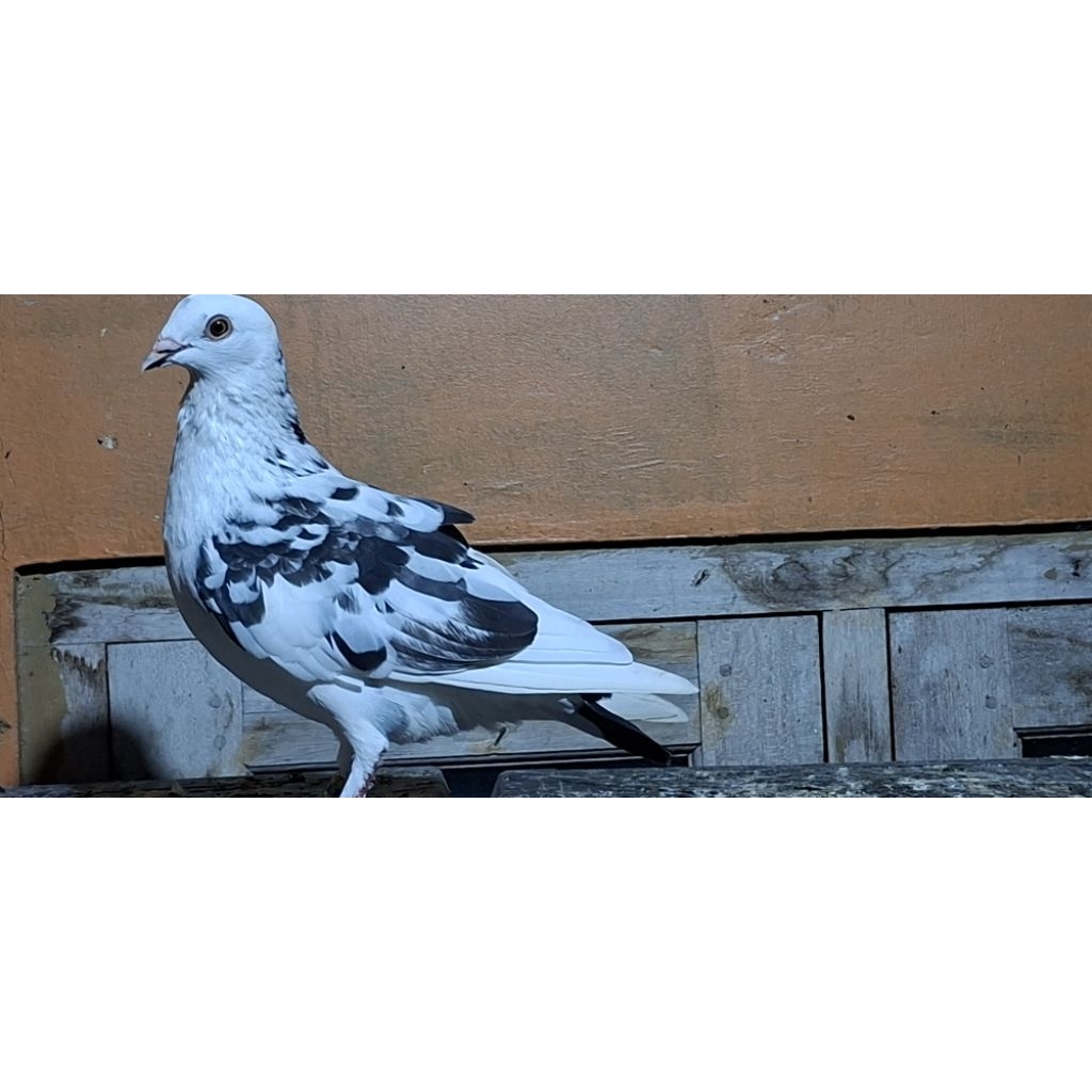 merpati muda blorok jantan