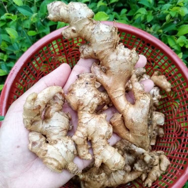 Jahe Emprit Segar Superan | Jahe Emprit Asli 1 Kg