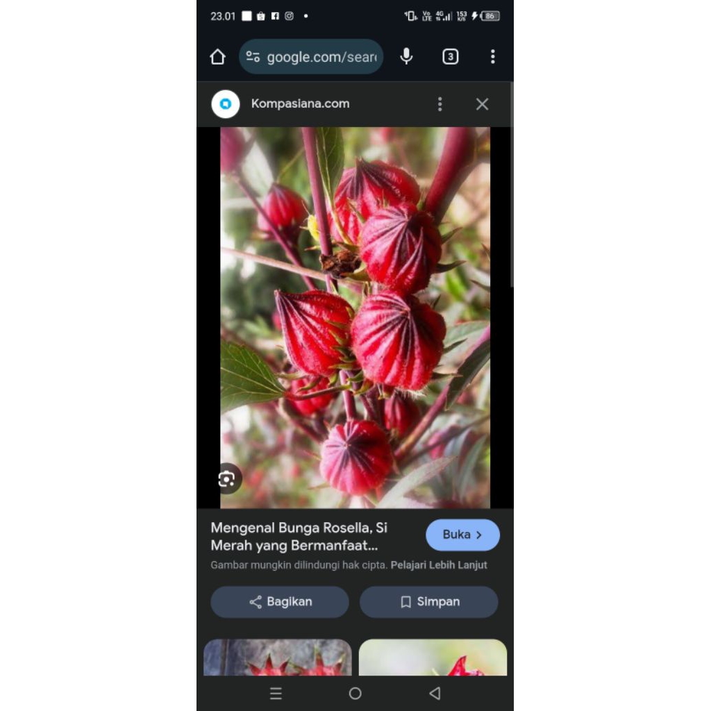 bunga rosela