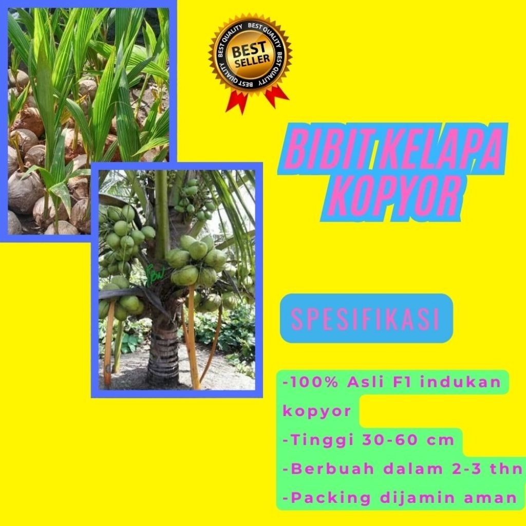 PROMO  Bibit Kelapa Kopyor, Bibit Kelapa Kopyor Asli, Bibit Kelapa Kopyor Bersertifikat