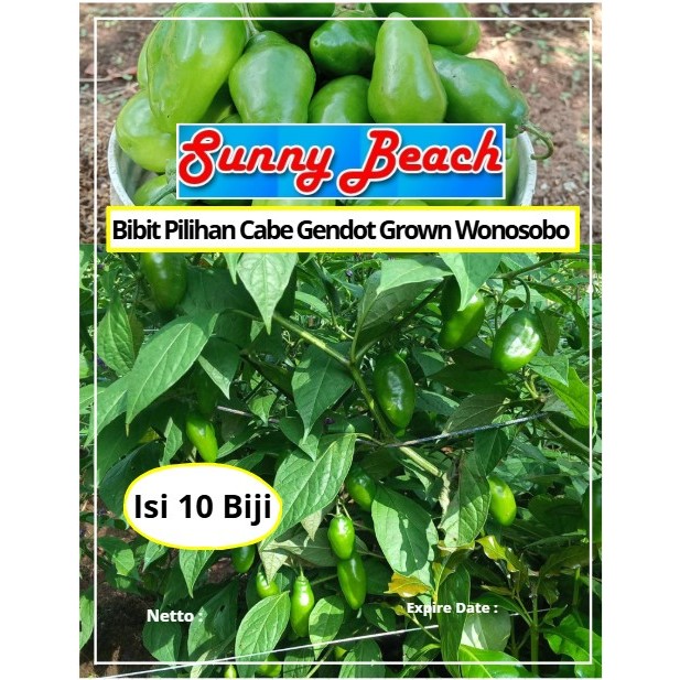 Bibit Pilihan Cabe Gendot Grown Wonosobo | Biji Benih Cabai Gendot Wonosobo | Cabe Gendot