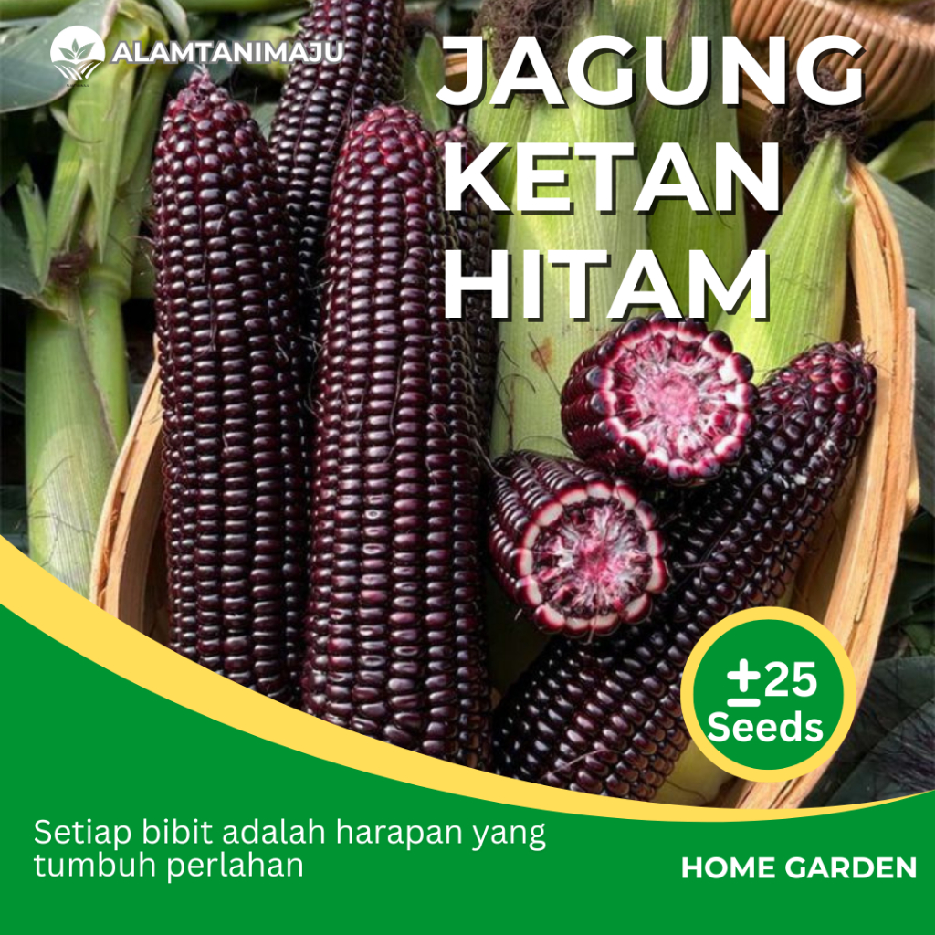 Alamtani - Benih Jagung Ketan Hitam Bibit Jagung Ketan Hitam Unggul Isi ± 25 Seeds