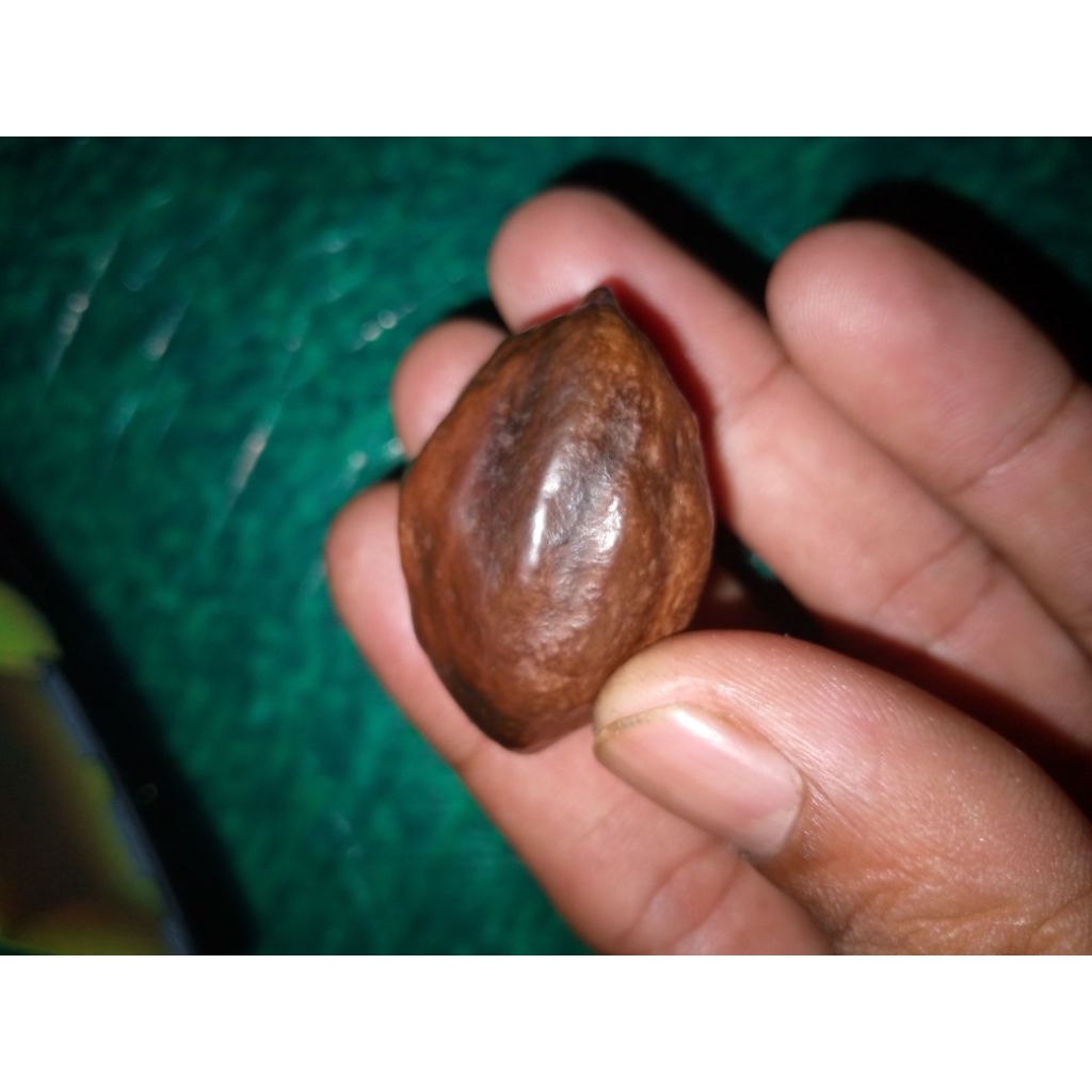 jual Muncang adu Tasikmalaya jenis anak LK batok nyegerin cukup tebal