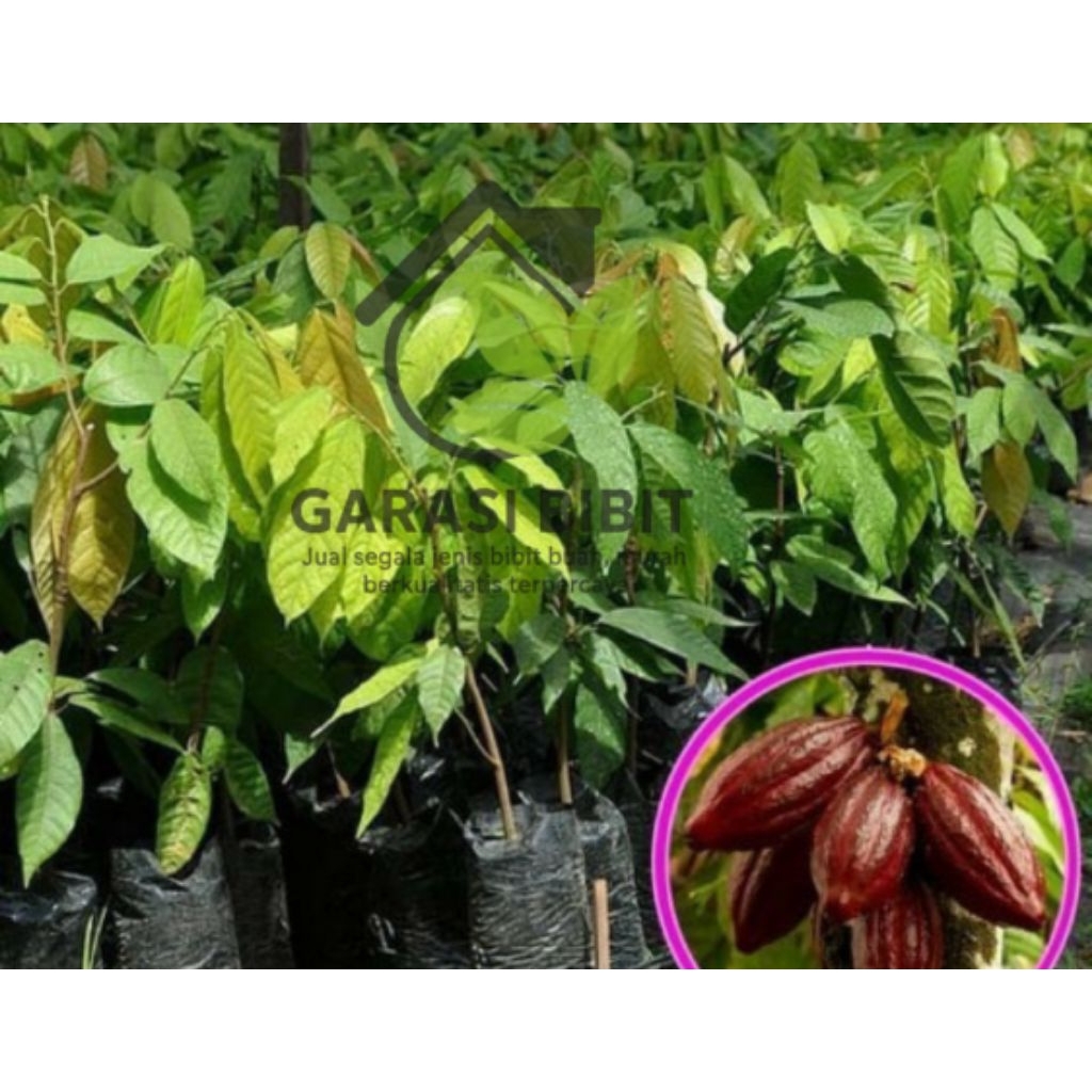BIBIT KAKAO SULAWESI (MCC 02)