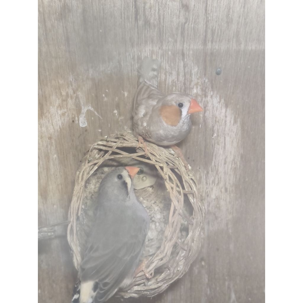 Burung Zebra Finch Medium Sepasang