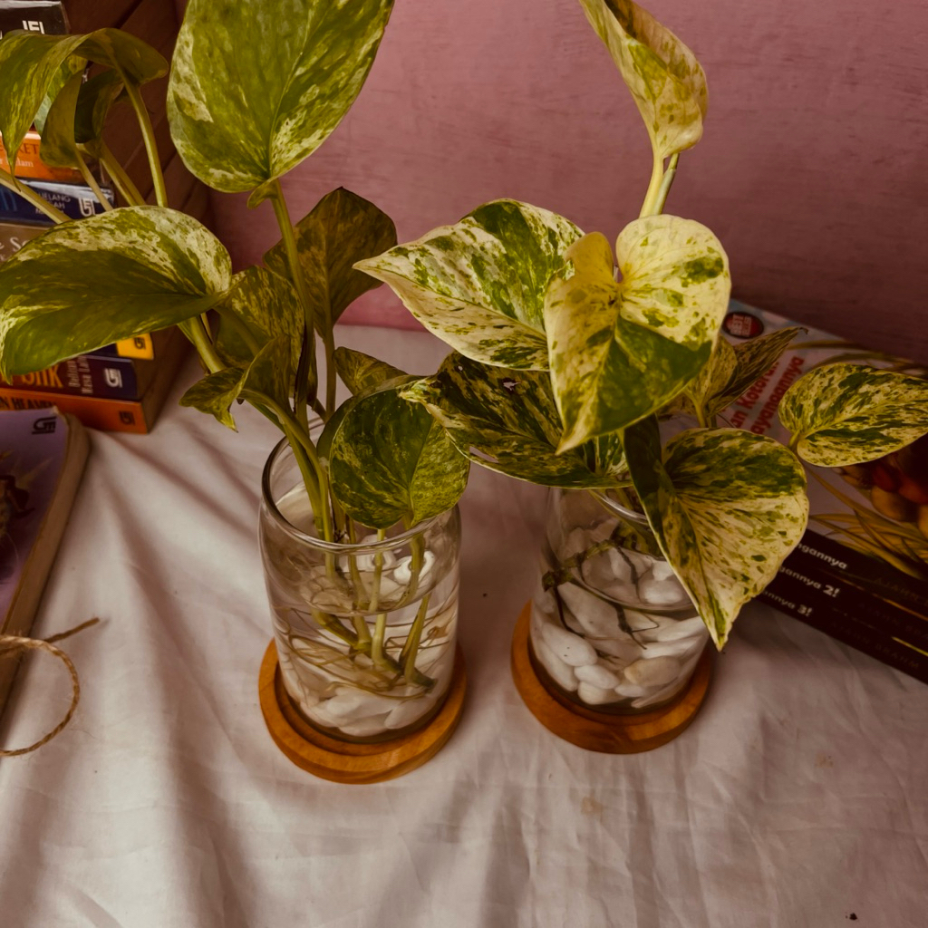 Vas Bunga Kaca Transparan | Vas Bunga Kaca Minimalis + Tatakan Kayu