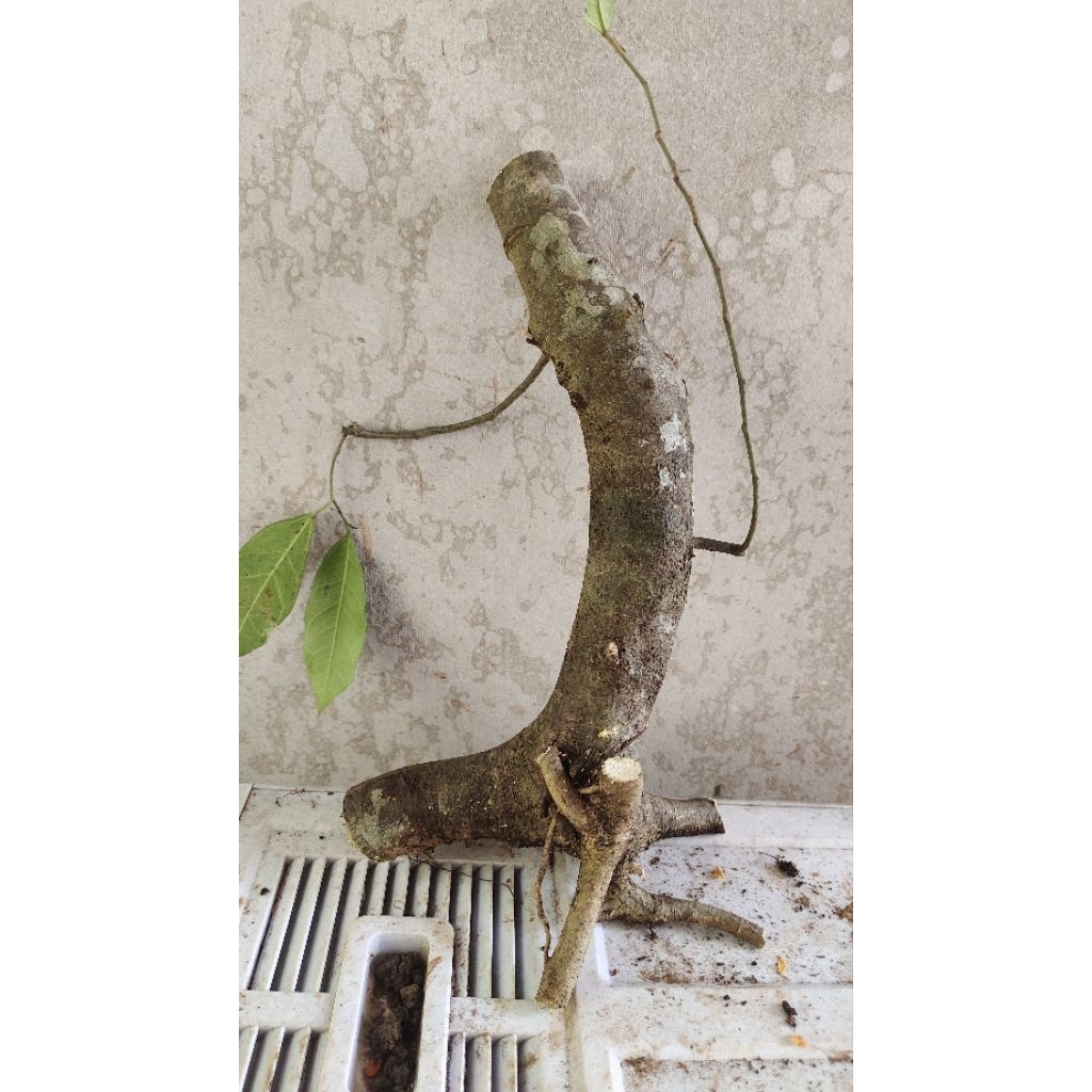 bahan bonsai dongkelan amplas putih berkarakter