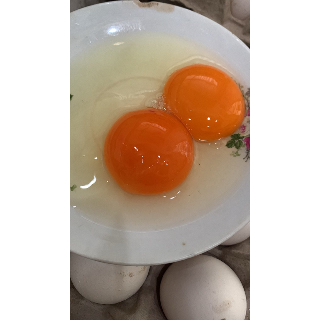 Telur Omega 15 biji Ayam Arab /  Ayam kampung