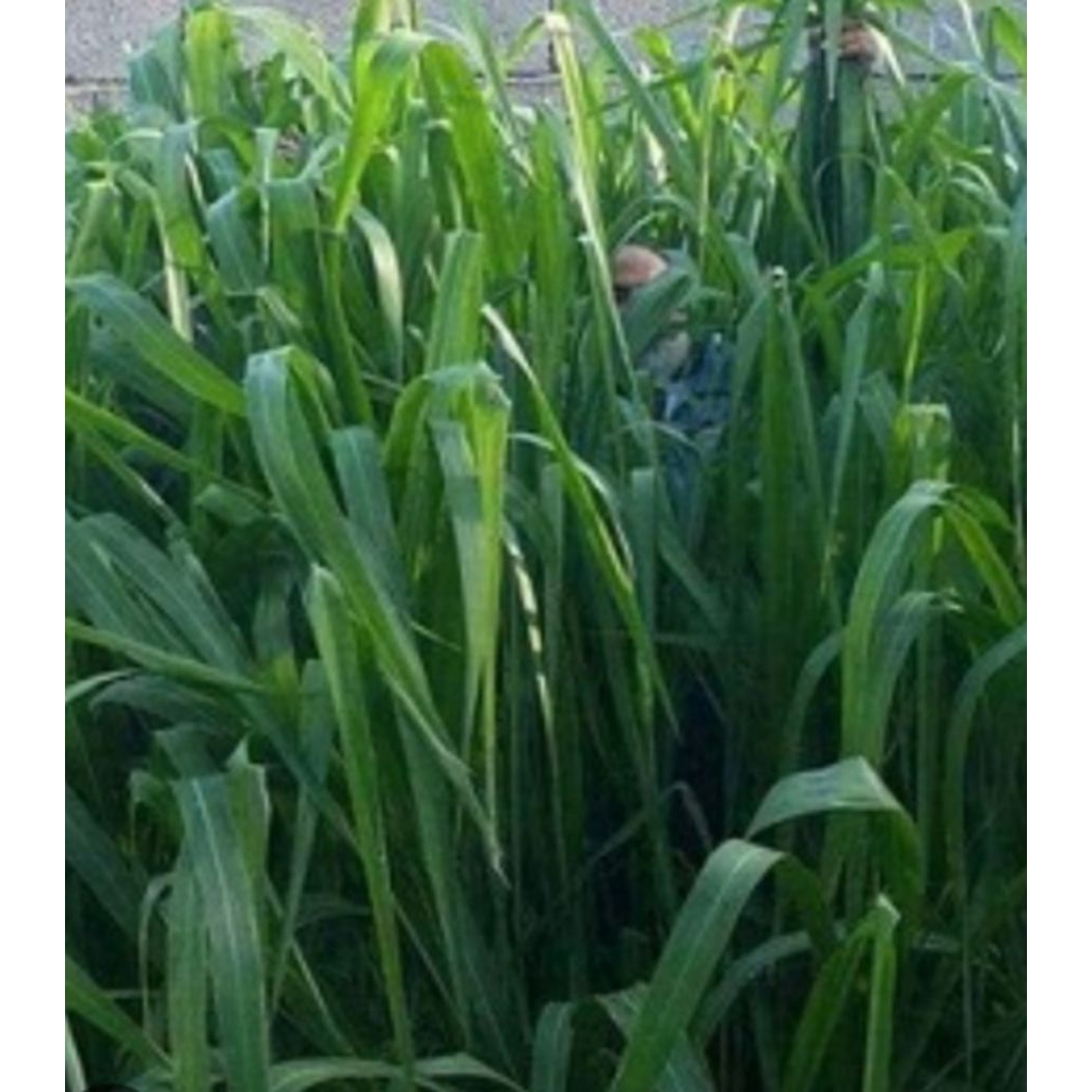 bibit-rumput mombaca f1