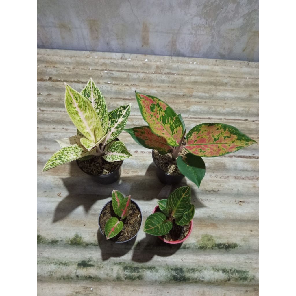 Paket 4 Tanaman Hias Aglonema Mutiara Alba, Kocin Charlie Brown, Adelia dan Kresna Golden