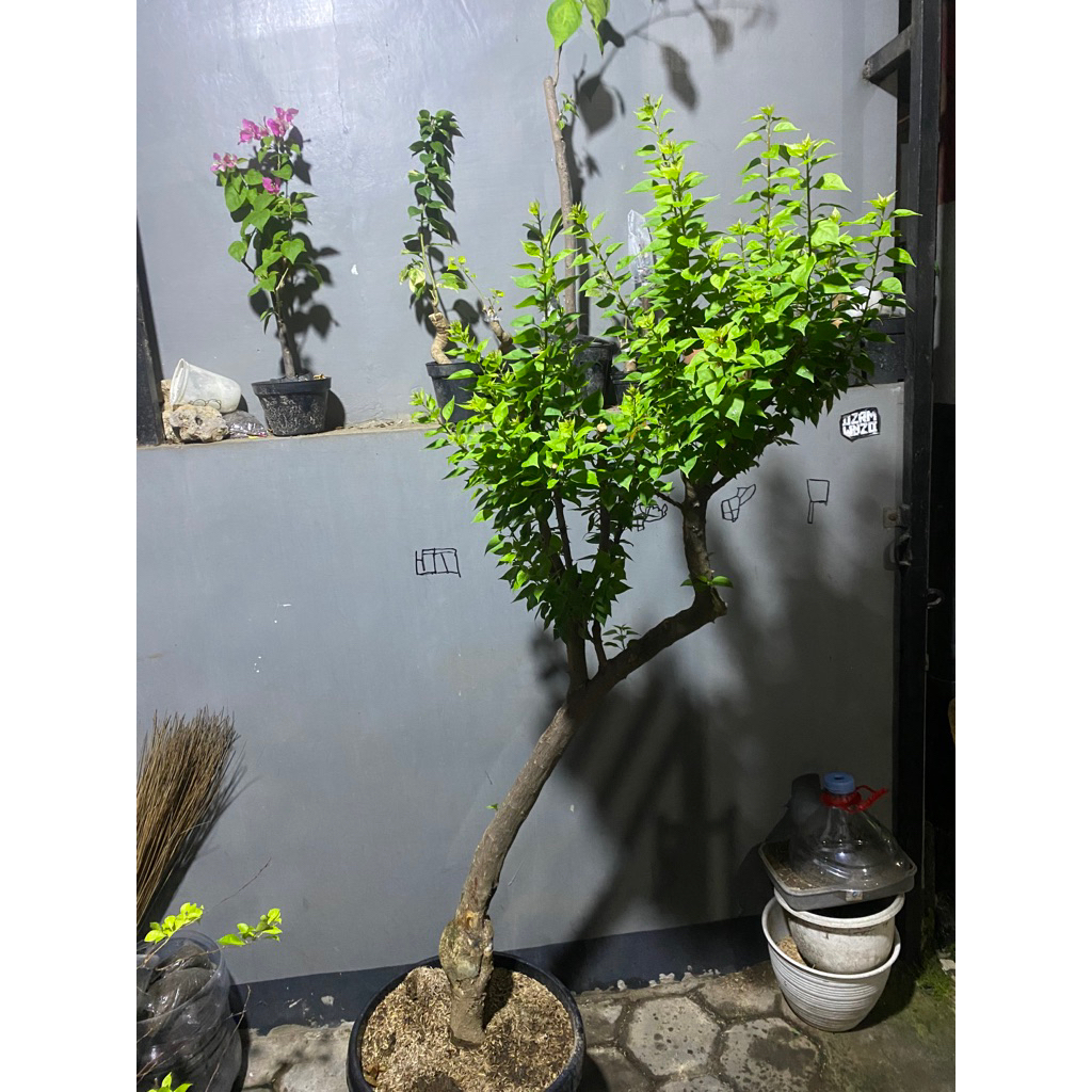 Bougenville singapore merfan Pohon taman halaman depan rumah