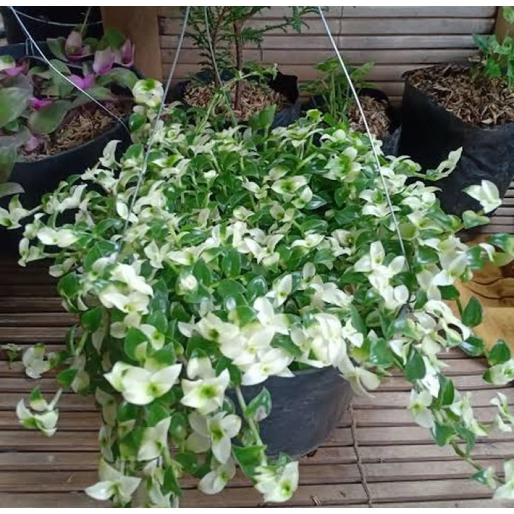 tanaman hias air mata janda