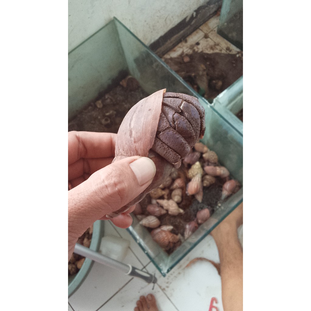 MAENAN EDUKASI KELOMANG SUPER JUMBO XXL 8-10CM