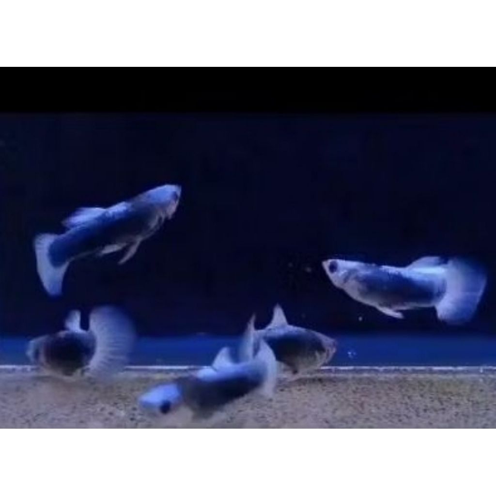 Hiasan Aquarium Aquascape Guppy Blue koi short body