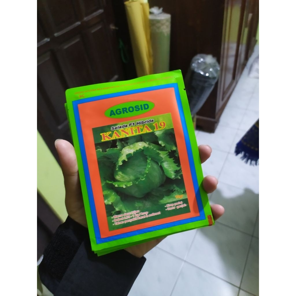 Benih selada Kanita dari Agrosid
