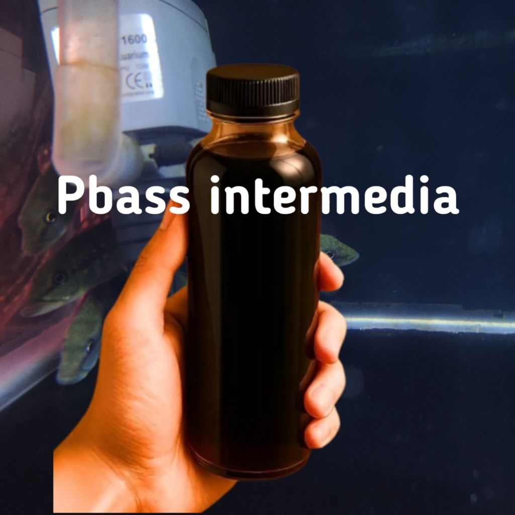 obat ketapang pbass intermedia