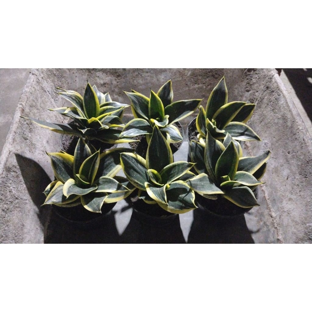 sensivera pendek / lidah mertua pendek