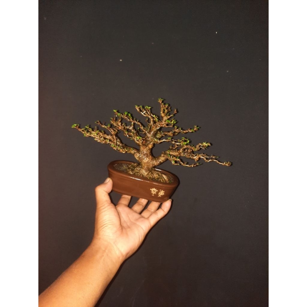 bonsai anput realpict foto asli pohon