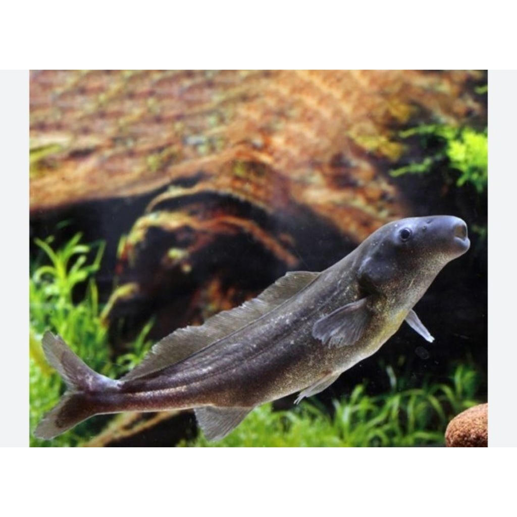 lumba-lumba air tawar/mormyried/hiasan aquarium