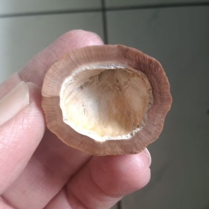 Kemiri Adu Muncang Adu Mayit Asmat Ori Pasangan Super Mewah