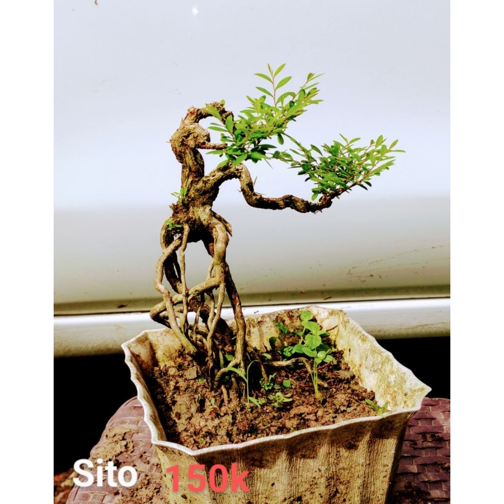Bonsai jadi siap pajang  bonsai ekpos root