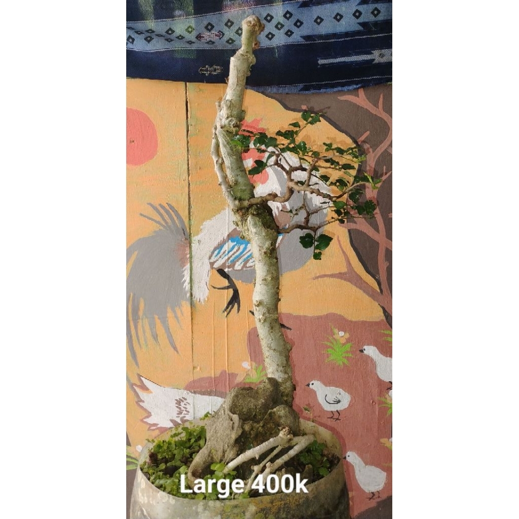 Bonsai jadi siap pajang serut