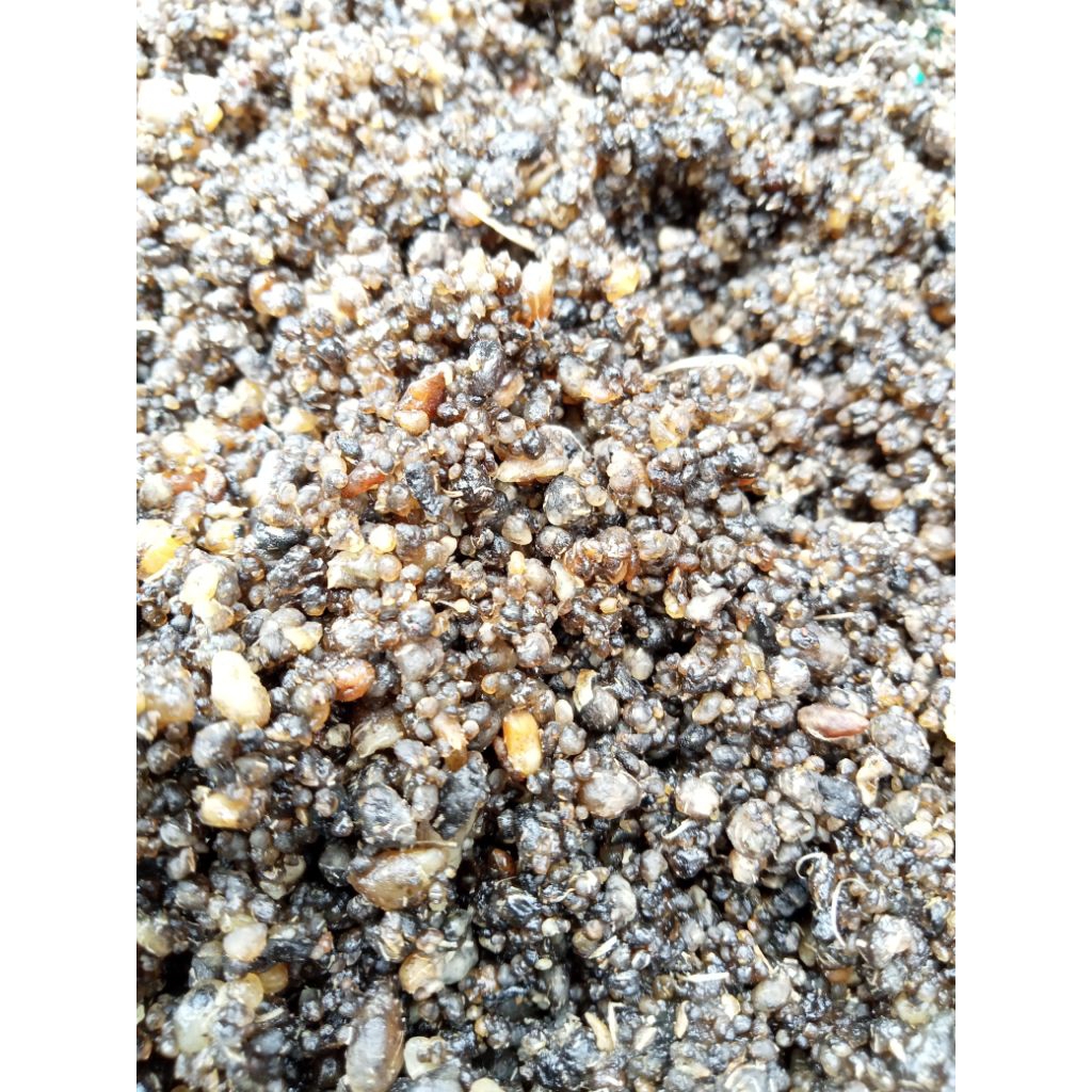 OYEK TIWUL SINGKONG ASLI LAMPUNG IKG