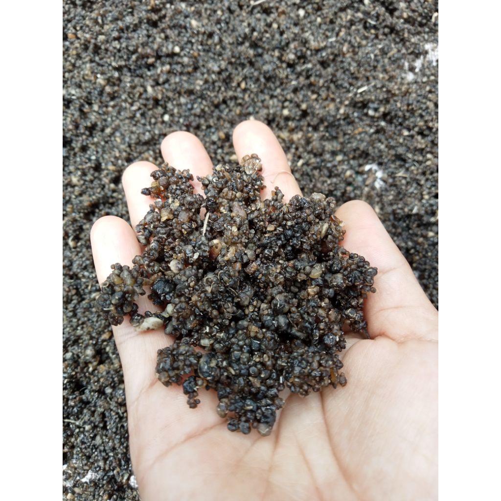 OYEK TIWUL SINGKONG ASLI LAMPUNG