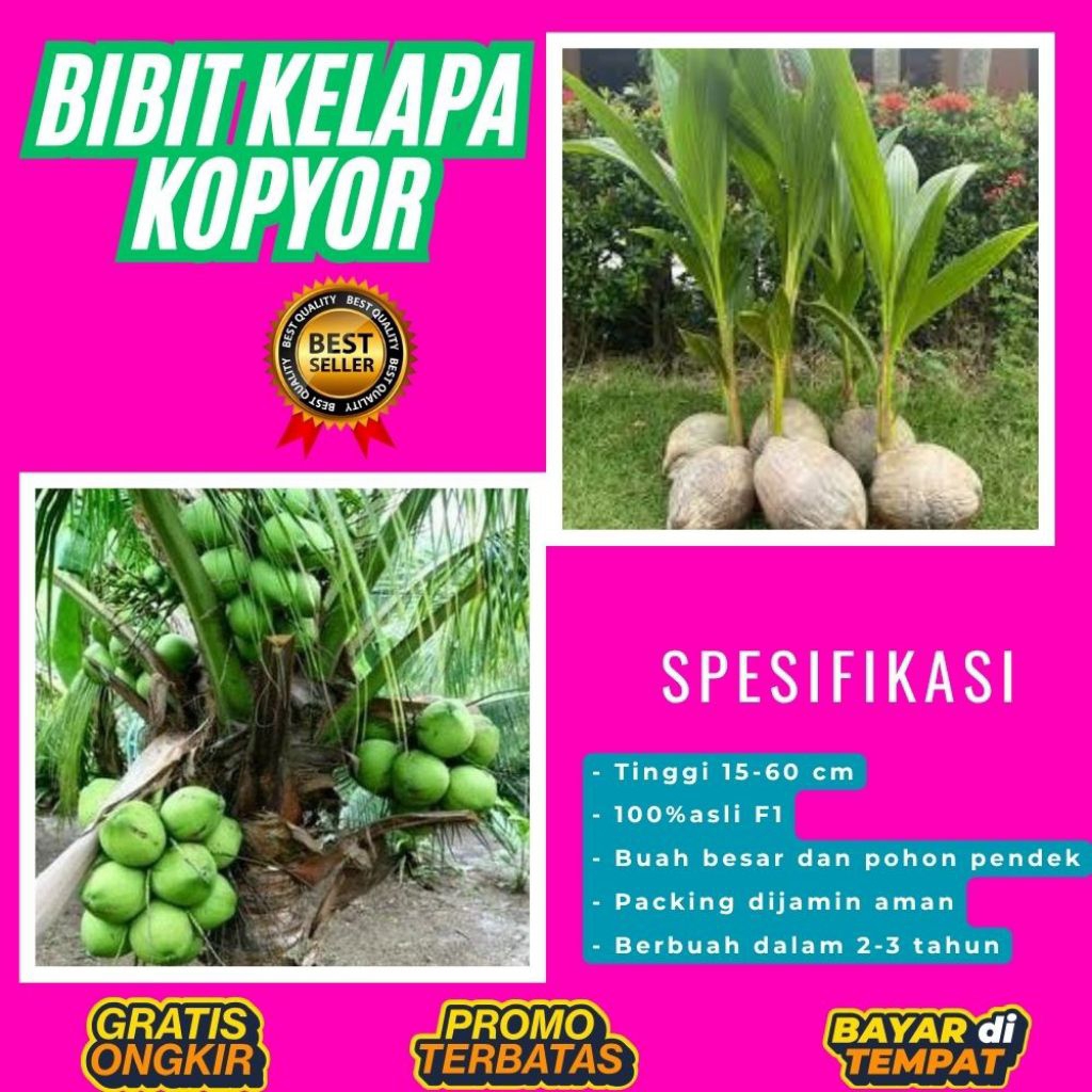 TERPERCAYA  Bibit Kelapa Kopyor Trubus