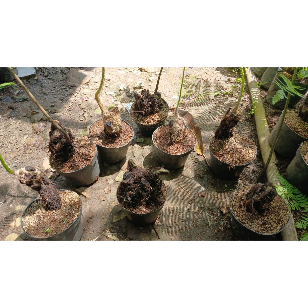 Tanaman Hias Pakis Monyet / Tanaman Hias Hidup Pakis Monyet