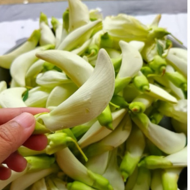 KEMBANG TURI 1KG/BUNGA TURI 1KG/KEMBANG TURI PUTIH/BUNGA TURI PUTIH/SAYURAN KEMBANG TURI/SAYURAN BUN