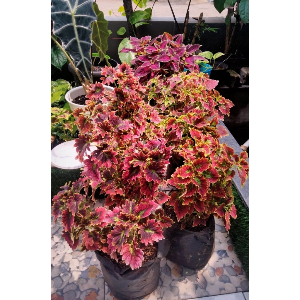 Miana ekor naga merah super