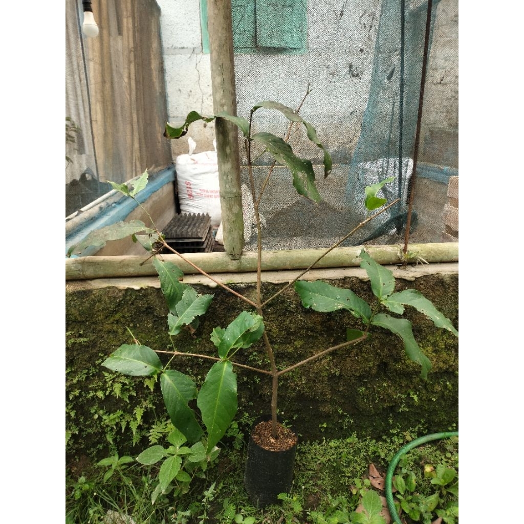 dalhari stabil hasil cangkok