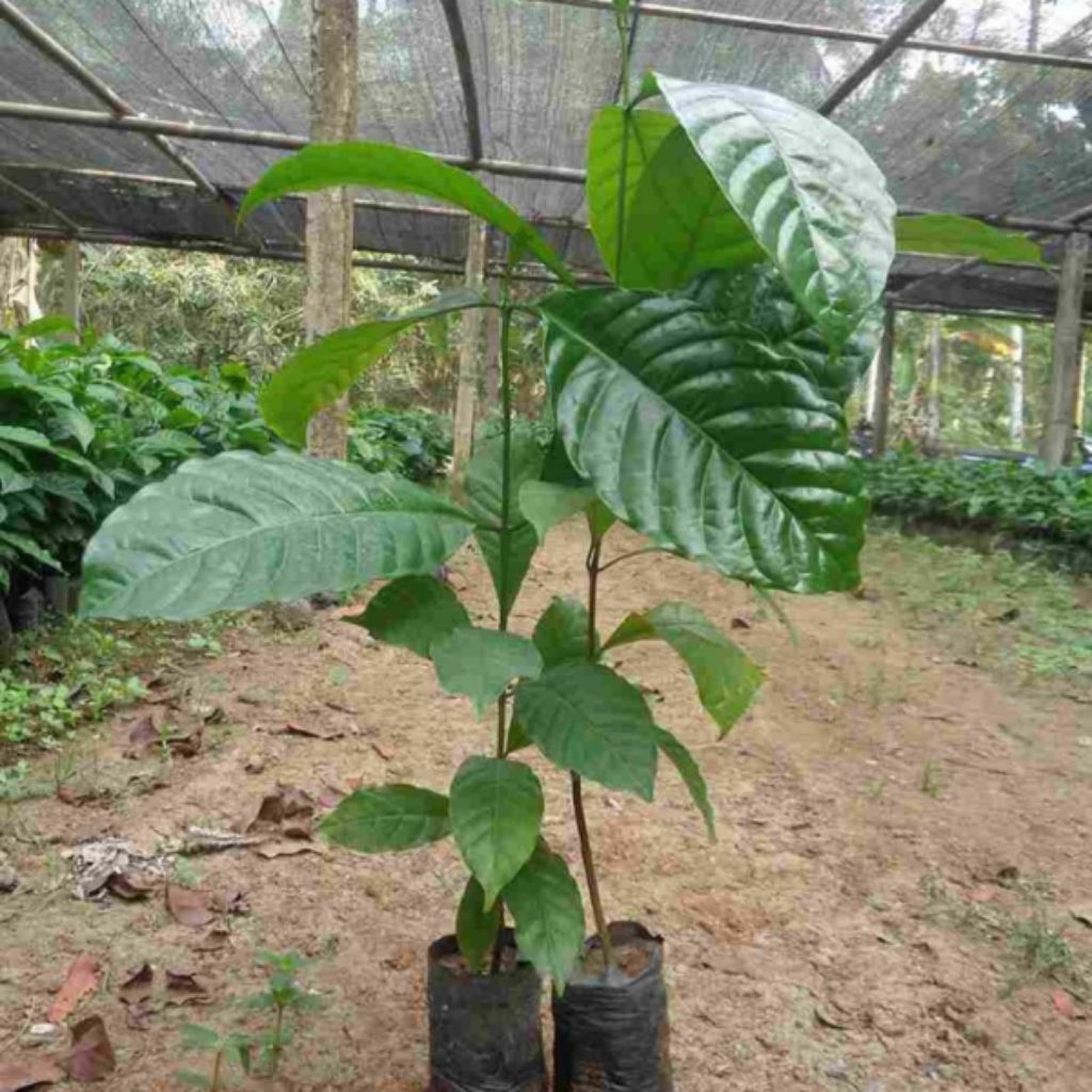 BIBIT UNGGUL KOPI ROBUSTA