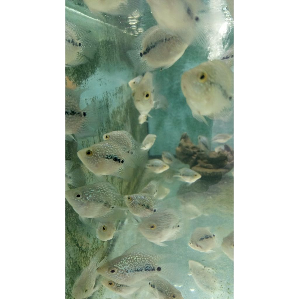 Ikan Louhan bonsai shortbody