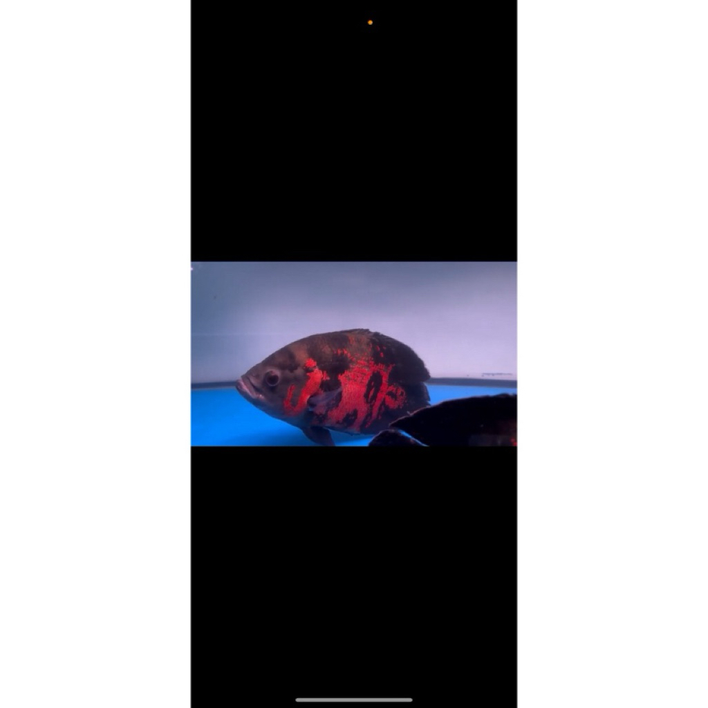 Oscar Tiger Black Good Marking 25-30cm import