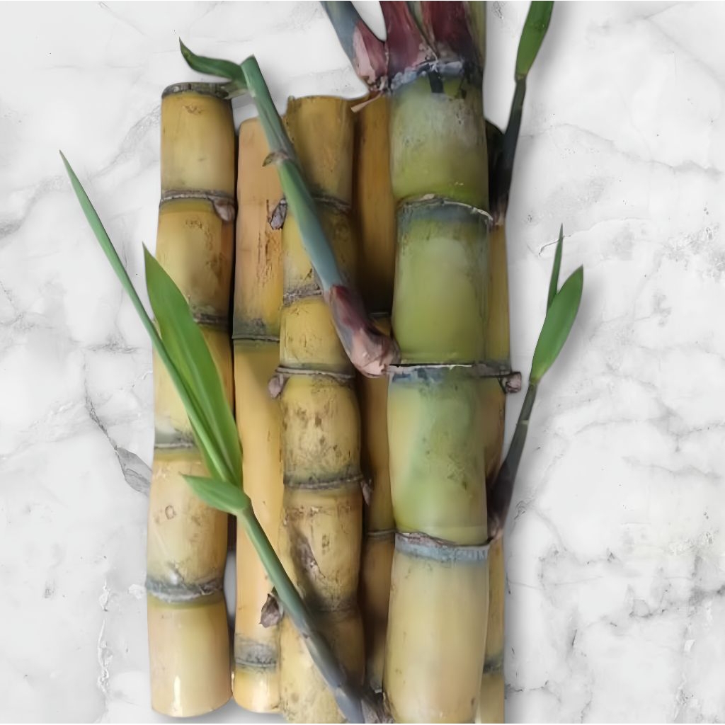 Bibit Tebu Hijau Super / Stek Batang Tebu Hijau Isi 1 Bibit