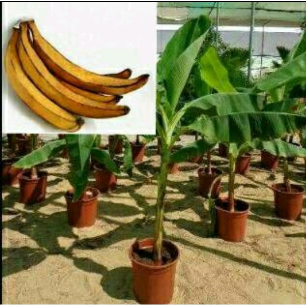 bibit pohon pisang tanduk