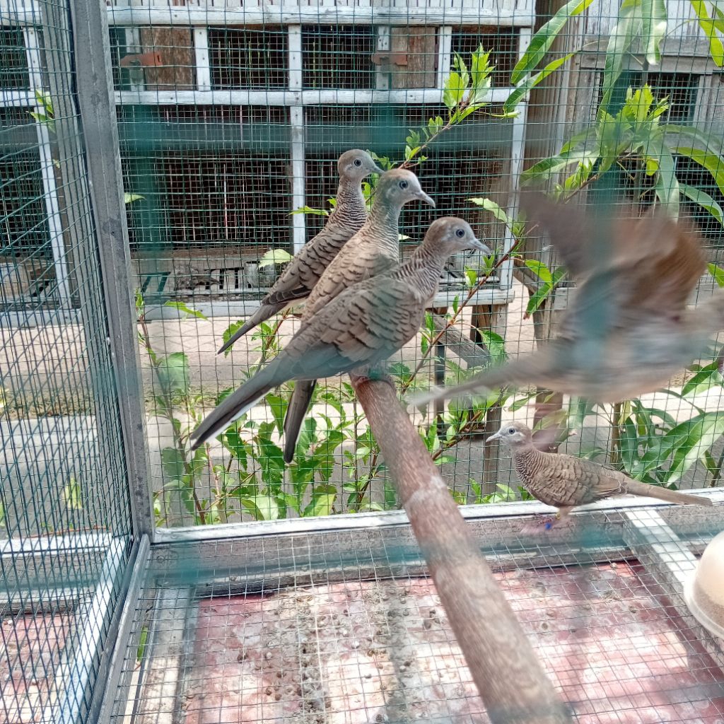 Anakan BUrung Perkutut Bangkok Suara Besar Trah Lomba Doble Ring