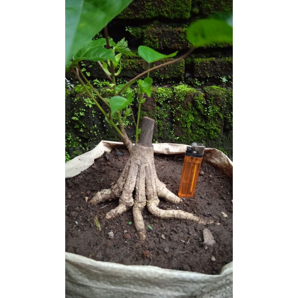 Bahan bonsai waru wayang