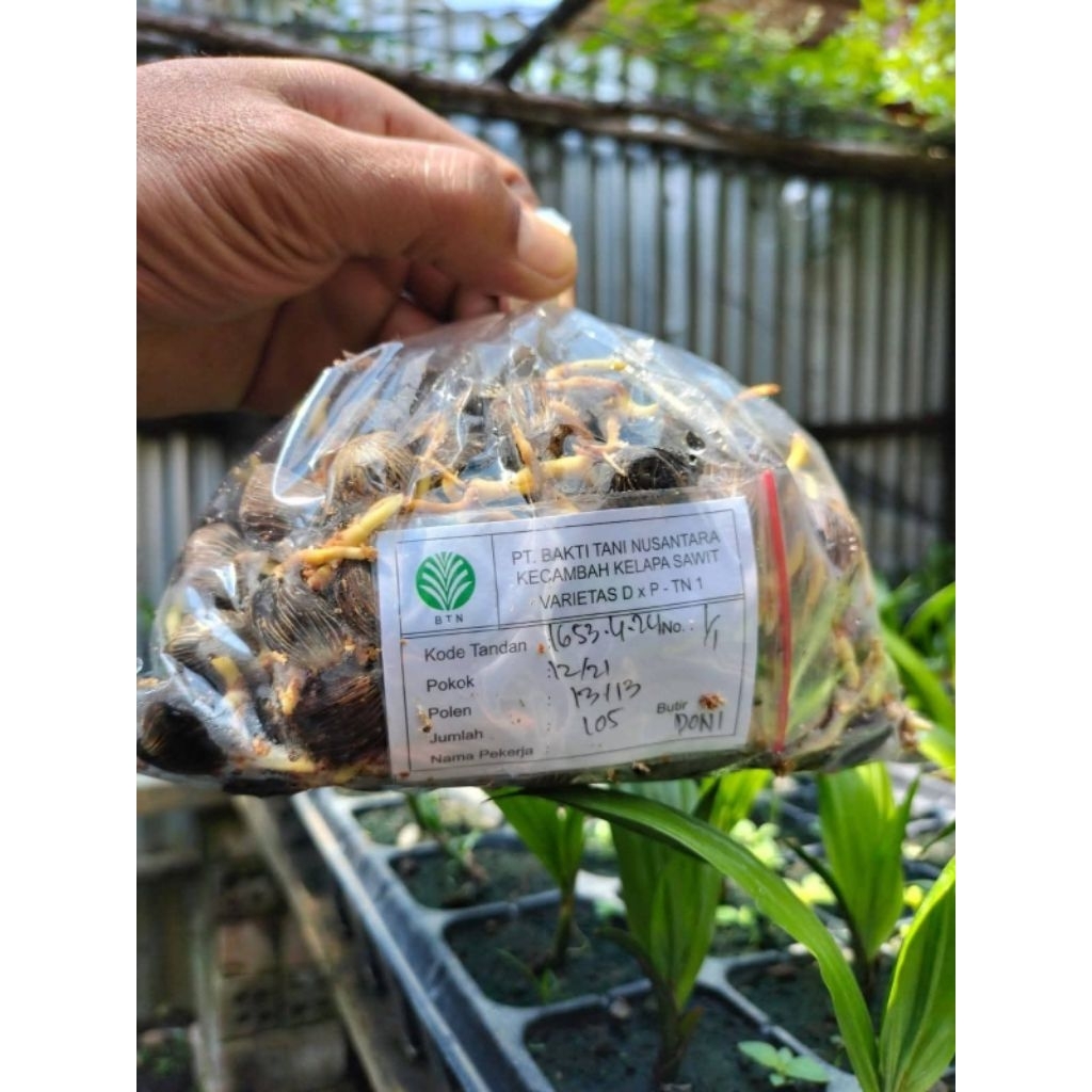 Bibit kecambah sawit DxP TN 1 berkualitas dan bersertifikat