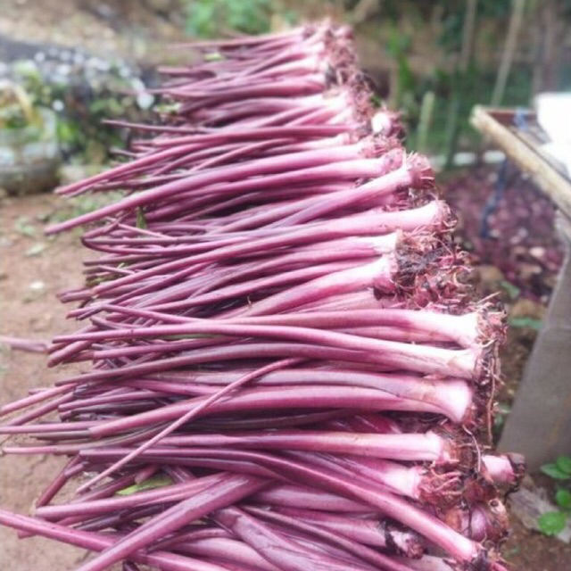 Bibit Talas Ungu 1 Batang Bibit Unggul Sudah Berakar Bibit Talas Bogor Talas Ungu Berkualitas