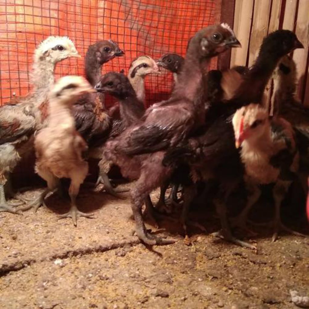 Ayam Pelung Cianjur Umur 3-4 Minggu Pilihan Kualitas Terbaik