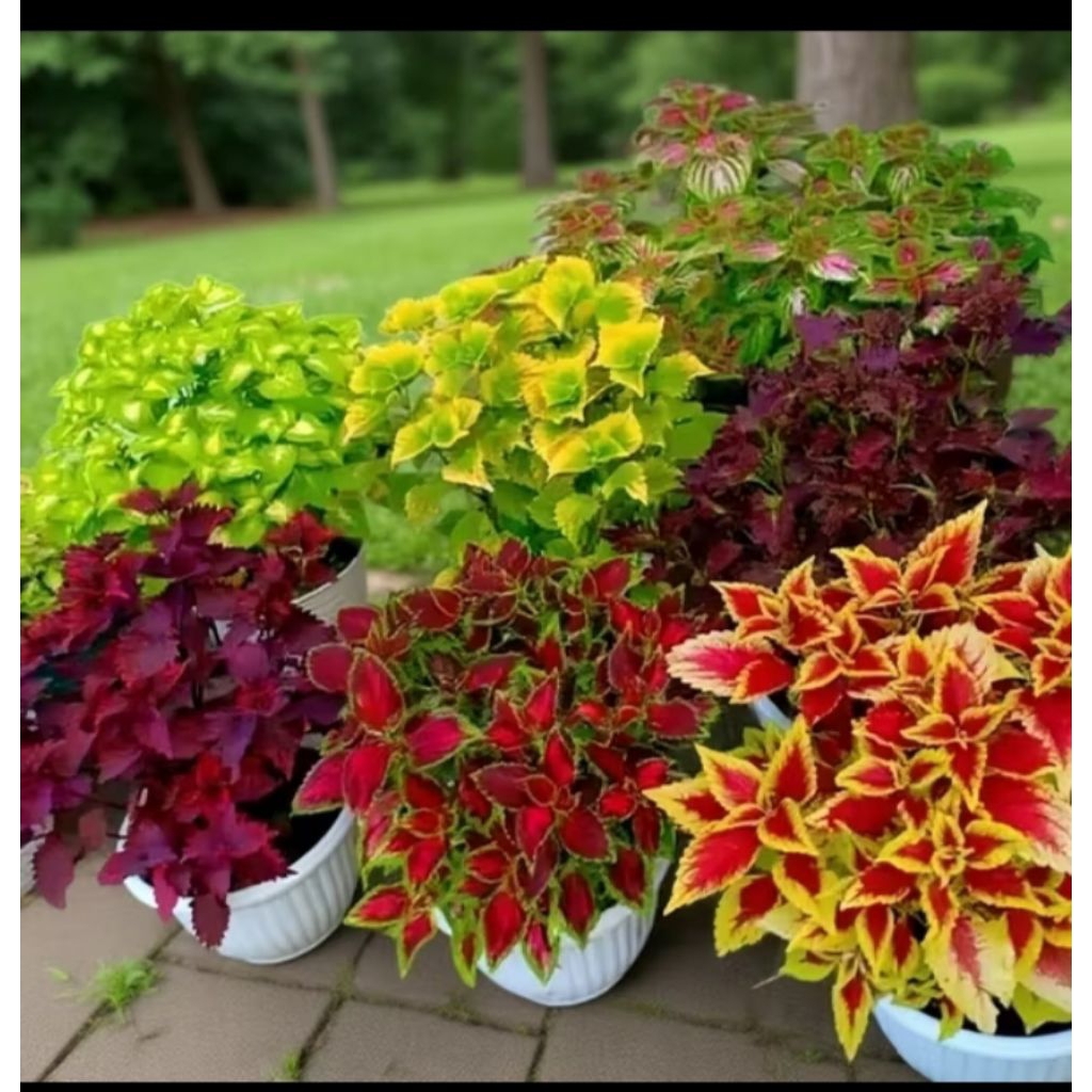 tanaman hias miana siap tanam sudah berakar