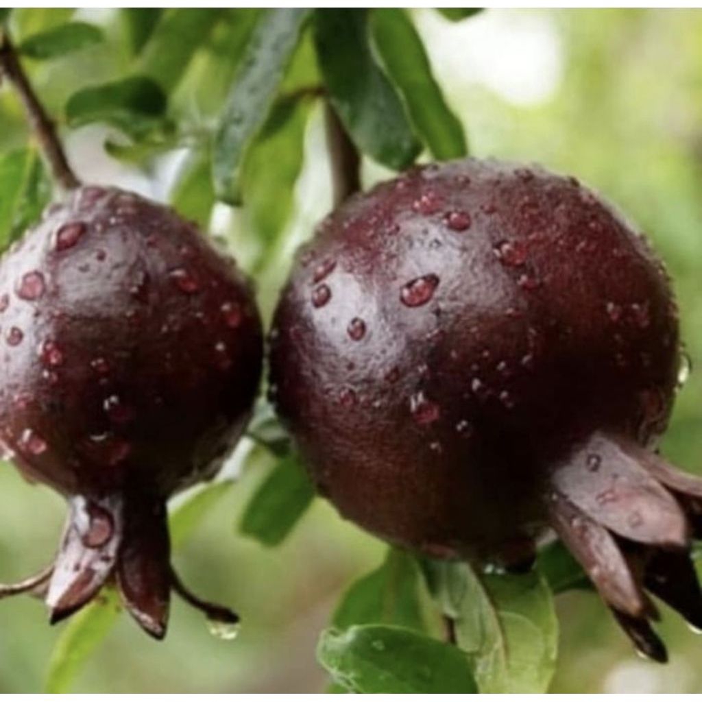 Tanaman Buah Delima Hitam / Bibit Pohon Delima Hitam