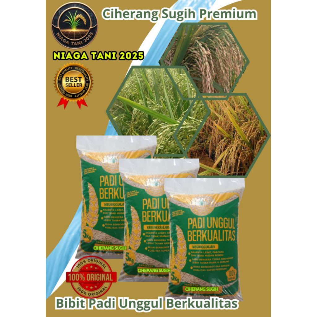 padi unggul ciherang sugih