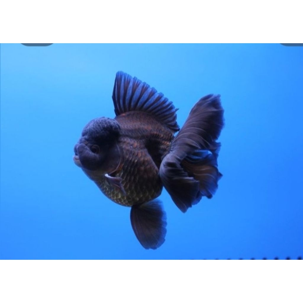 Minyak Ikan Mas Koki Oranda Black Solid Berkualitas Size (M)