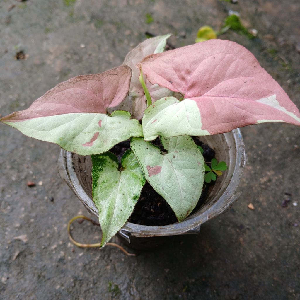 Tanaman Syngonium Strawberry Milk